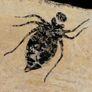 0.7" Dragonfly Larvae Fossil Libellula Doris Plate Upper Miocene Piemont Italy Display