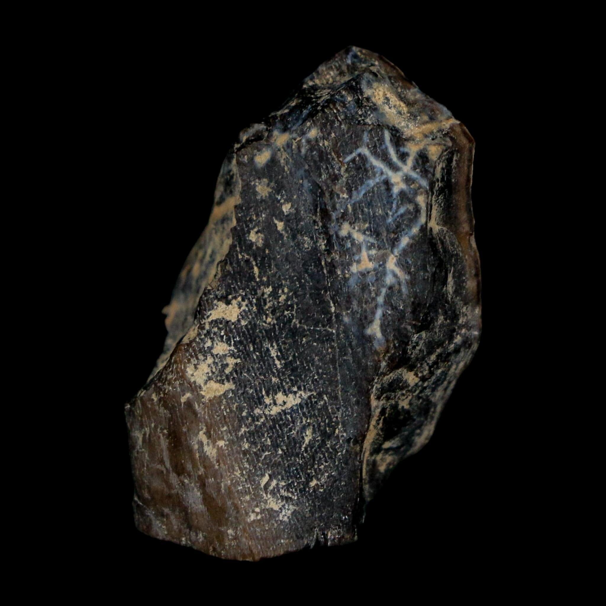 1.2" Tyrannosaurus Rex Fossil Bone Dinosaur Lance Creek Formation Wyoming COA - Fossil Age Minerals