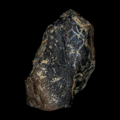 1.2" Tyrannosaurus Rex Fossil Bone Dinosaur Lance Creek Formation Wyoming COA