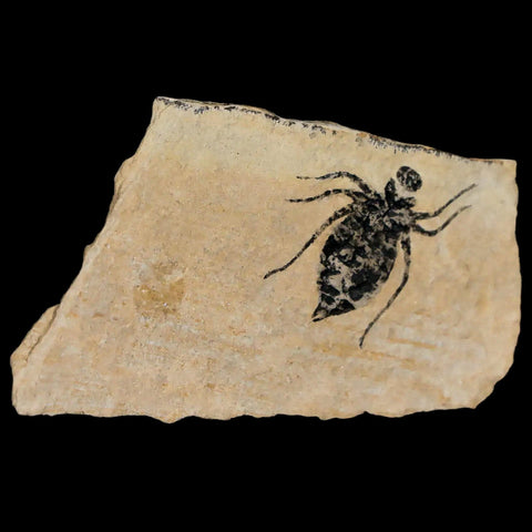 0.7" Dragonfly Larvae Fossil Libellula Doris Plate Upper Miocene Piemont Italy Display - Fossil Age Minerals