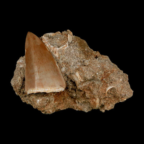 1.6" Tylosaurus Mosasaur Fossil Tooth In Matrix Upper Cretaceous Dinosaur Era COA - Fossil Age Minerals