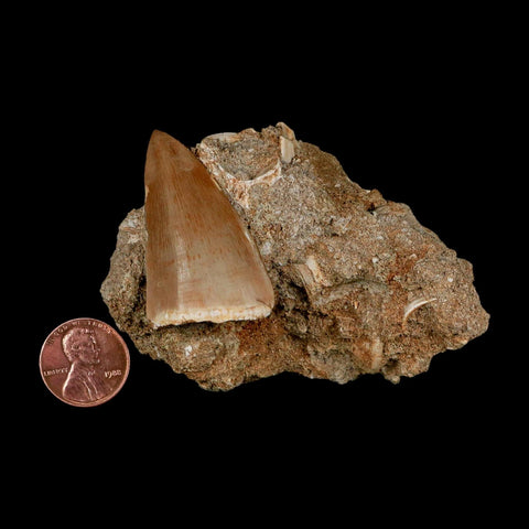 1.6" Tylosaurus Mosasaur Fossil Tooth In Matrix Upper Cretaceous Dinosaur Era COA - Fossil Age Minerals