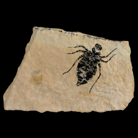 0.7" Dragonfly Larvae Fossil Libellula Doris Plate Upper Miocene Piemont Italy Display - Fossil Age Minerals