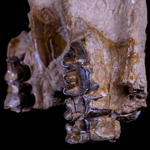 8" Subhyracodon Rhino Fossil Jaws Teeth Oligocene Epoch South Dakota Badlands - Fossil Age Minerals