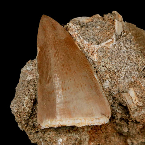 1.6" Tylosaurus Mosasaur Fossil Tooth In Matrix Upper Cretaceous Dinosaur Era COA - Fossil Age Minerals