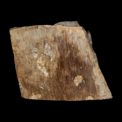 0.7" Tyrannosaurus Rex Fossil Bone Dinosaur Lance Creek Formation Wyoming COA