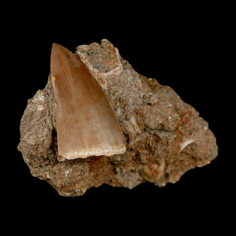 1.6" Tylosaurus Mosasaur Fossil Tooth In Matrix Upper Cretaceous Dinosaur Era COA - Fossil Age Minerals