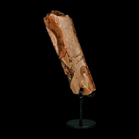 6.2" Triceratops Fossil Rib Bone Hell Creek FM Cretaceous Dinosaur MT COA Metal Stand