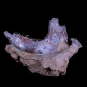 10.9" Running Rhino Hyracodon Nebrascensis Fossil Jaw Skull Teeth SD Badlands COA