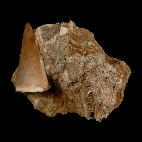 1.6" Tylosaurus Mosasaur Fossil Tooth In Matrix Upper Cretaceous Dinosaur Era COA - Fossil Age Minerals