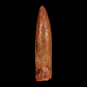1.7" Rebbachisaurus Sauropod Fossil Tooth Early Cretaceous Dinosaur COA, Display