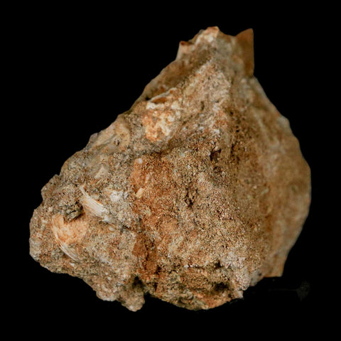 1.6" Tylosaurus Mosasaur Fossil Tooth In Matrix Upper Cretaceous Dinosaur Era COA - Fossil Age Minerals