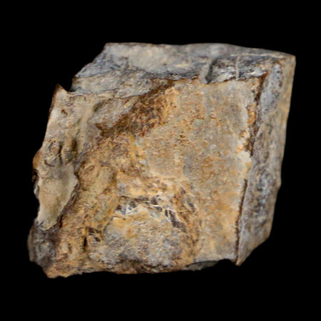 0.7" Tyrannosaurus Rex Fossil Bone Dinosaur Lance Creek Formation Wyoming COA