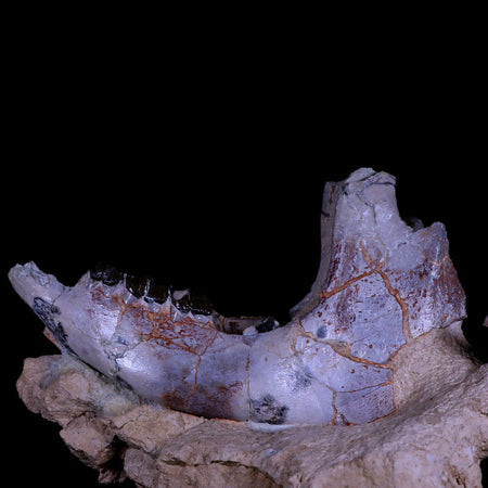 10.9" Running Rhino Hyracodon Nebrascensis Fossil Jaw Skull Teeth SD Badlands COA