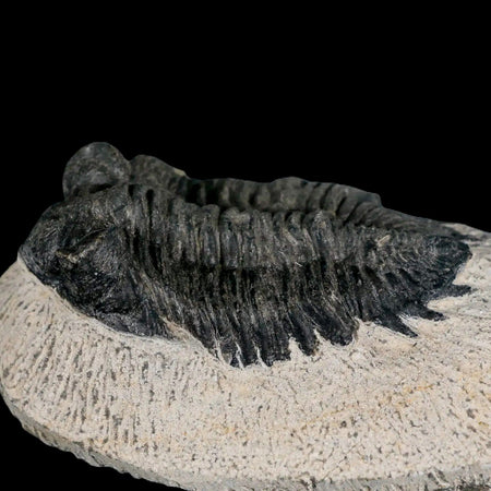 2.7" Coltraenia Oufatenensis Trilobite Fossil Devonian Morocco 400 Mil Yrs Old COA
