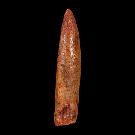 1.7" Rebbachisaurus Sauropod Fossil Tooth Early Cretaceous Dinosaur COA, Display