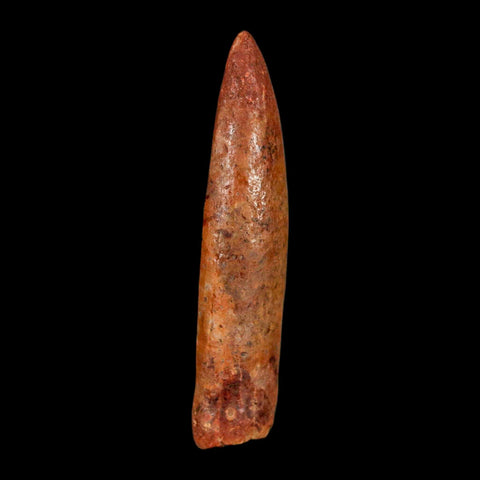 1.7" Rebbachisaurus Sauropod Fossil Tooth Early Cretaceous Dinosaur COA, Display - Fossil Age Minerals