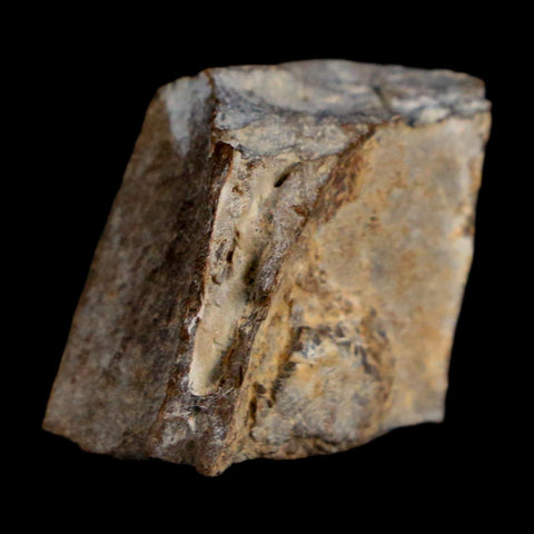 0.7" Tyrannosaurus Rex Fossil Bone Dinosaur Lance Creek Formation Wyoming COA