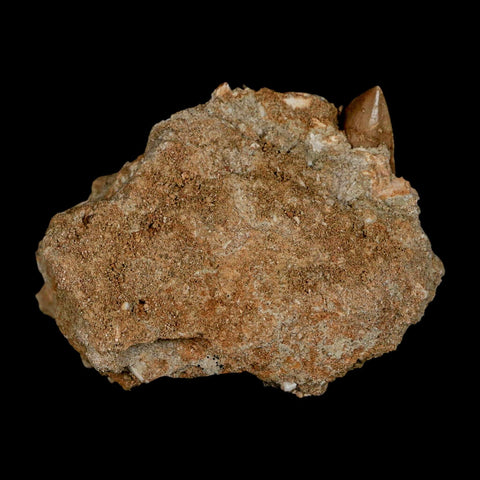 1.6" Tylosaurus Mosasaur Fossil Tooth In Matrix Upper Cretaceous Dinosaur Era COA - Fossil Age Minerals