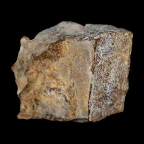 0.7" Tyrannosaurus Rex Fossil Bone Dinosaur Lance Creek Formation Wyoming COA