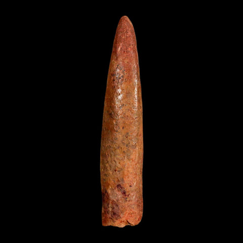 1.7" Rebbachisaurus Sauropod Fossil Tooth Early Cretaceous Dinosaur COA, Display - Fossil Age Minerals