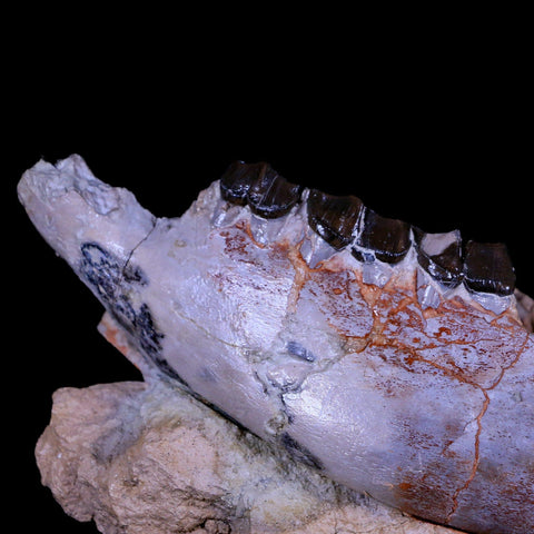 10.9" Running Rhino Hyracodon Nebrascensis Fossil Jaw Skull Teeth SD Badlands COA - Fossil Age Minerals