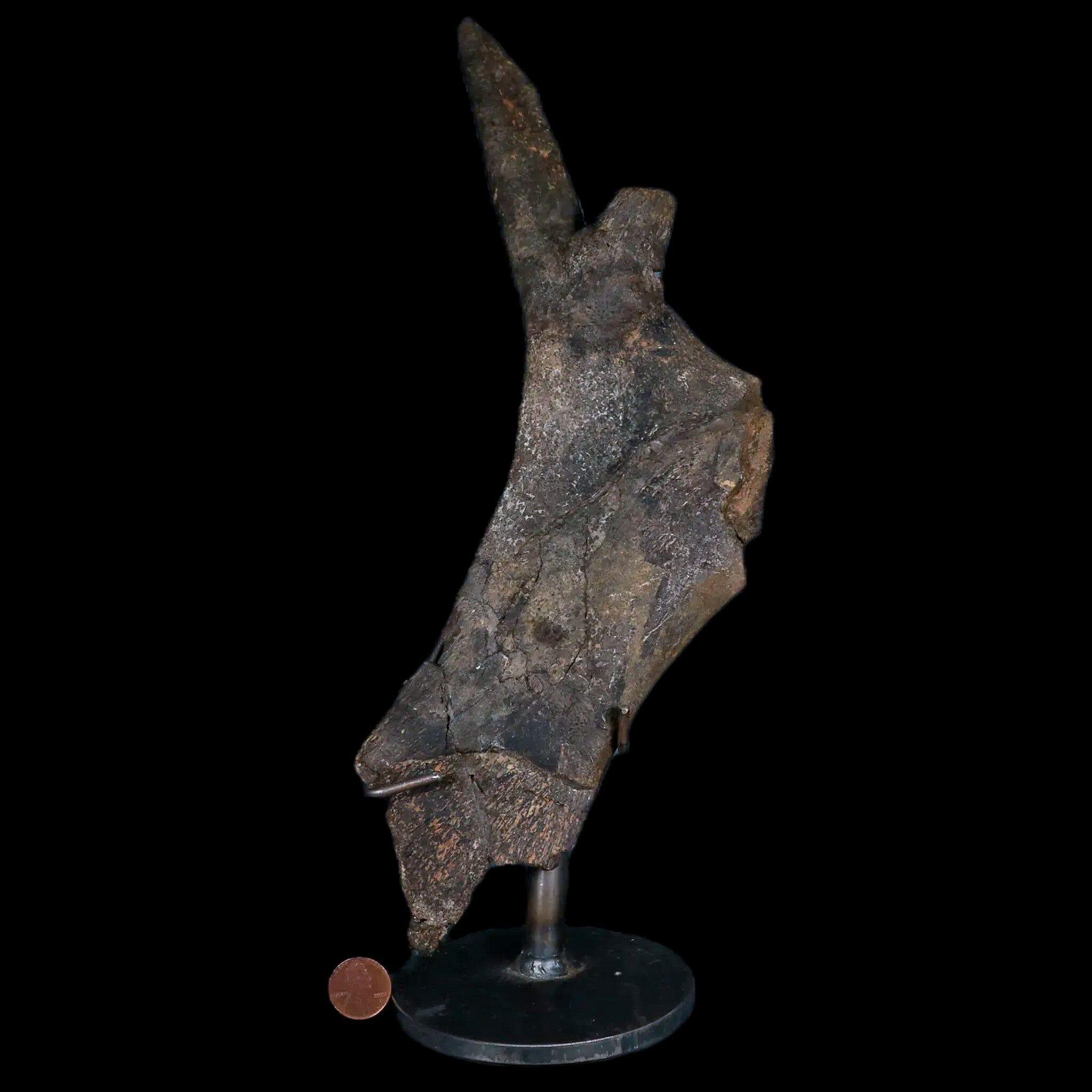 8" Juvenile Hypacrosaurus Dinosaur Fossil Pubis Two Medicine MT COA Metal Stand - Fossil Age Minerals