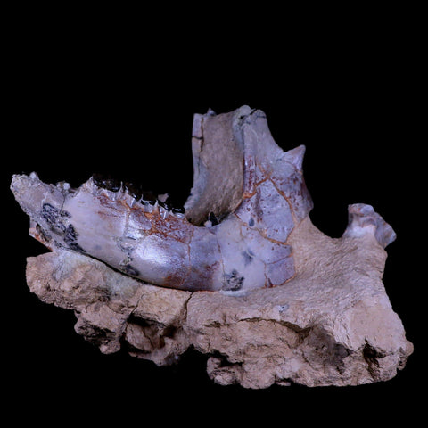 10.9" Running Rhino Hyracodon Nebrascensis Fossil Jaw Skull Teeth SD Badlands COA - Fossil Age Minerals