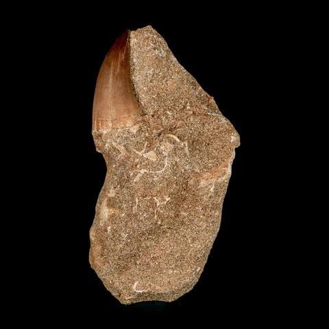 1.4" Mosasaur Baugei Fossil Tooth In Matrix Cretaceous Dinosaur Era COA - Fossil Age Minerals