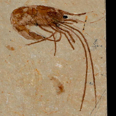 1.6" Fossil Shrimp Carpopenaeus Cretaceous Age 100 Mil Yrs Old Lebanon COA
