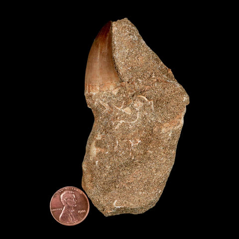 1.4" Mosasaur Baugei Fossil Tooth In Matrix Cretaceous Dinosaur Era COA - Fossil Age Minerals