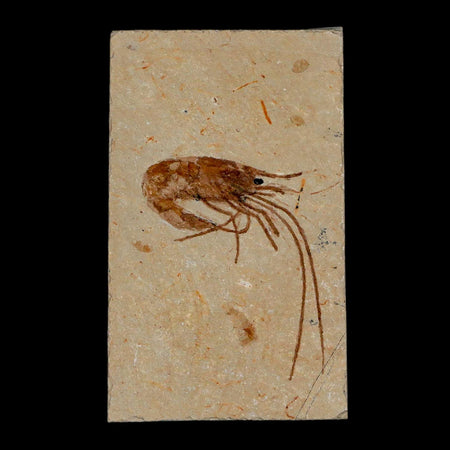 1.6" Fossil Shrimp Carpopenaeus Cretaceous Age 100 Mil Yrs Old Lebanon COA