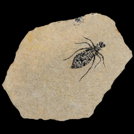 0.8" Dragonfly Larvae Fossil Libellula Doris Plate Upper Miocene Piemont Italy Display