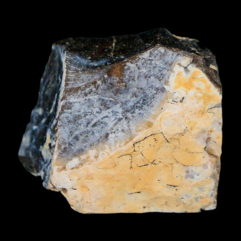 0.8" Tyrannosaurus Rex Fossil Bone Dinosaur Lance Creek Formation Wyoming COA