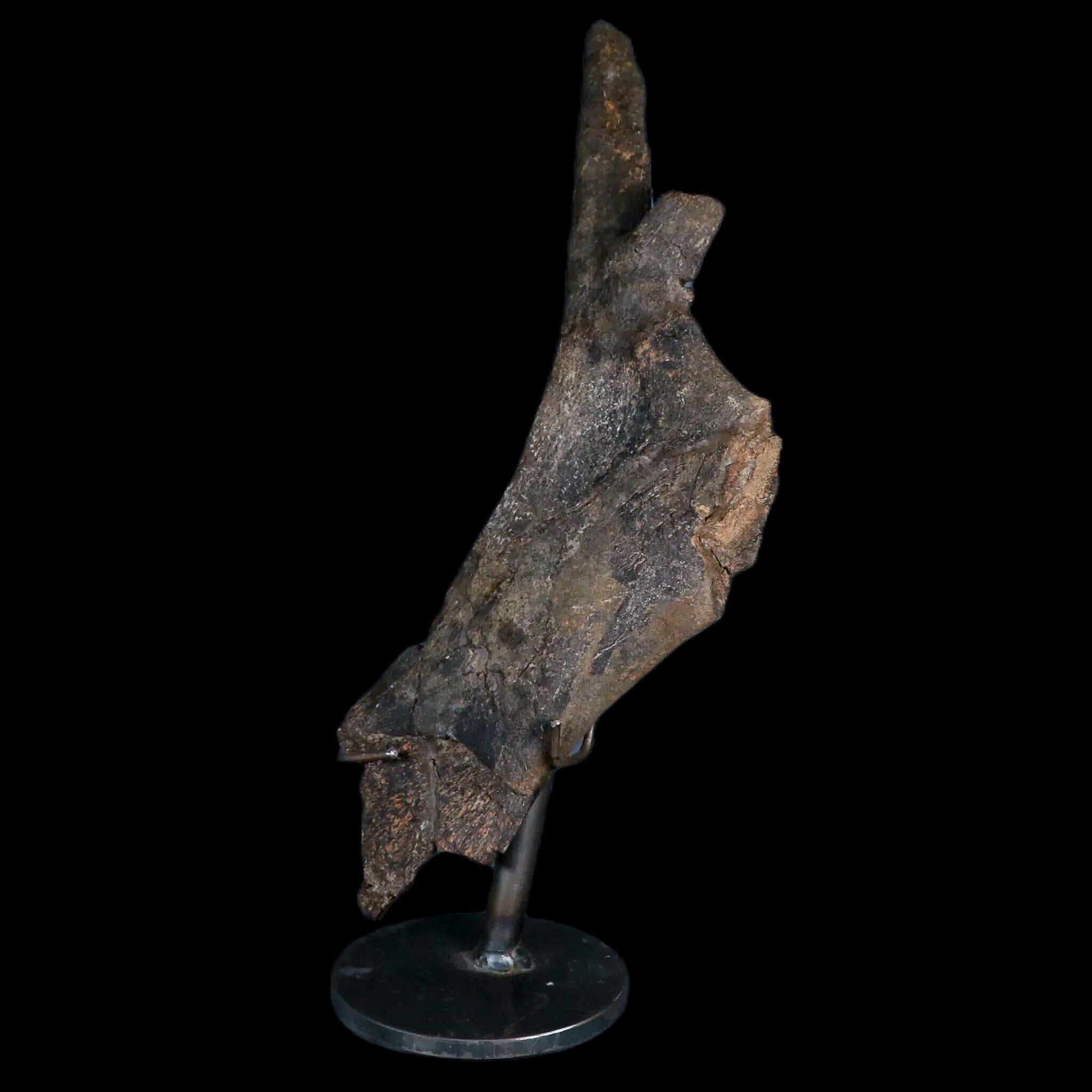 8" Juvenile Hypacrosaurus Dinosaur Fossil Pubis Two Medicine MT COA Metal Stand - Fossil Age Minerals