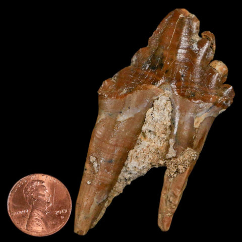 2.8" Basilosaurus Tooth Rooted Prehistoric Whale 34 Mil Yrs Old Late Eocene COA - Fossil Age Minerals
