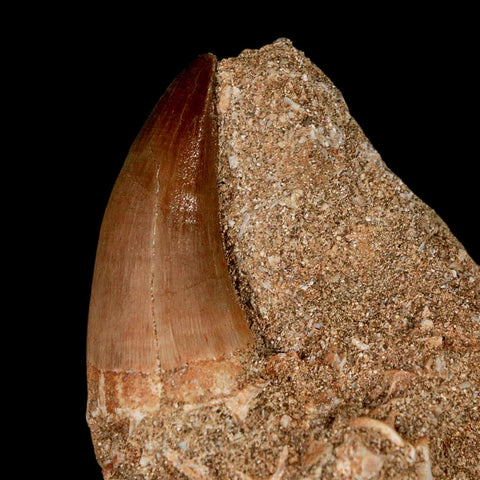 1.4" Mosasaur Baugei Fossil Tooth In Matrix Cretaceous Dinosaur Era COA - Fossil Age Minerals