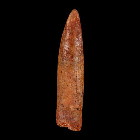 1.7" Rebbachisaurus Sauropod Fossil Tooth Early Cretaceous Dinosaur COA, Display - Fossil Age Minerals