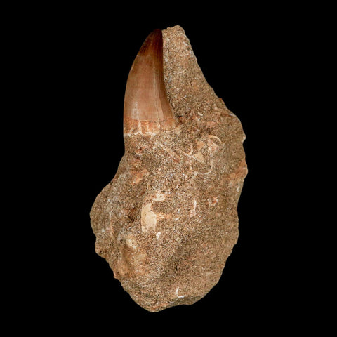 1.4" Mosasaur Baugei Fossil Tooth In Matrix Cretaceous Dinosaur Era COA - Fossil Age Minerals