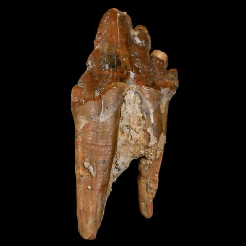 2.8" Basilosaurus Tooth Rooted Prehistoric Whale 34 Mil Yrs Old Late Eocene COA - Fossil Age Minerals