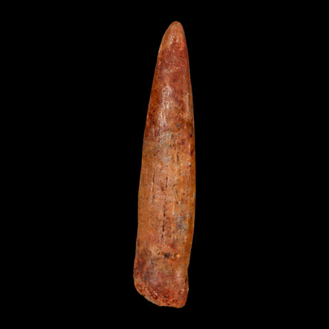 1.7" Rebbachisaurus Sauropod Fossil Tooth Early Cretaceous Dinosaur COA, Display - Fossil Age Minerals