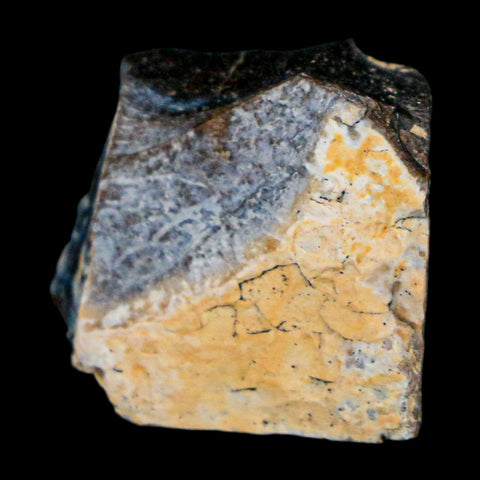 0.8" Tyrannosaurus Rex Fossil Bone Dinosaur Lance Creek Formation Wyoming COA