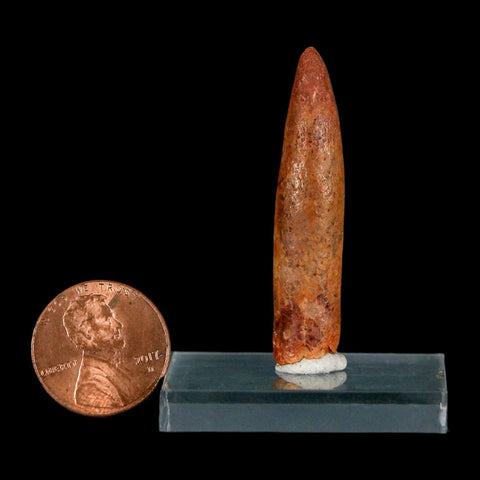 1.7" Rebbachisaurus Sauropod Fossil Tooth Early Cretaceous Dinosaur COA, Display - Fossil Age Minerals