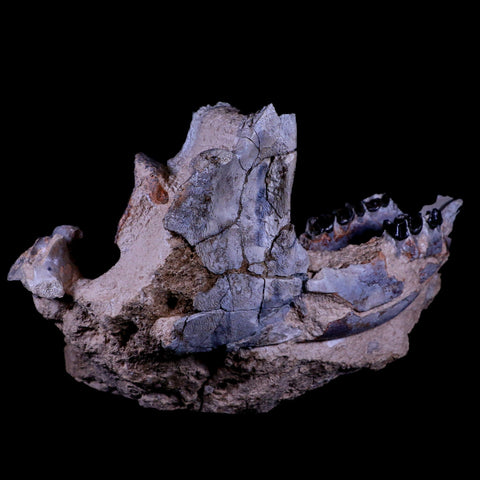10.9" Running Rhino Hyracodon Nebrascensis Fossil Jaw Skull Teeth SD Badlands COA - Fossil Age Minerals