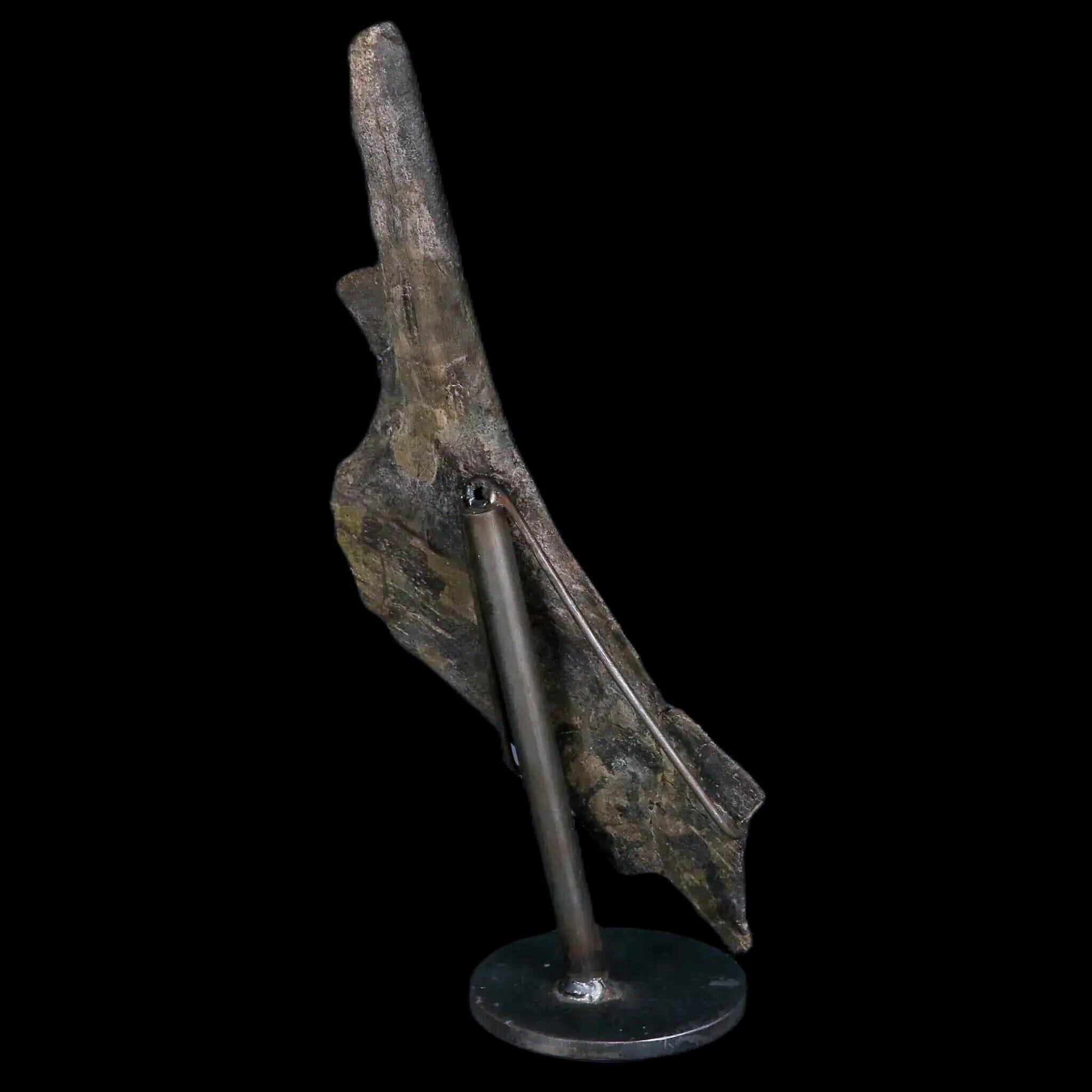 8" Juvenile Hypacrosaurus Dinosaur Fossil Pubis Two Medicine MT COA Metal Stand - Fossil Age Minerals