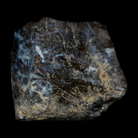 0.8" Tyrannosaurus Rex Fossil Bone Dinosaur Lance Creek Formation Wyoming COA