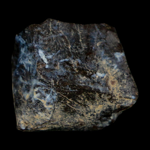 0.8" Tyrannosaurus Rex Fossil Bone Dinosaur Lance Creek Formation Wyoming COA