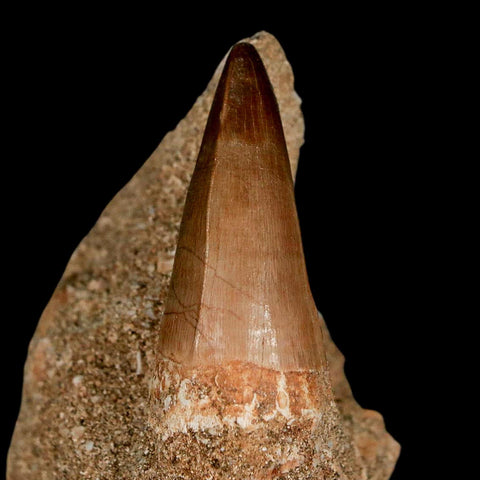1.4" Mosasaur Baugei Fossil Tooth In Matrix Cretaceous Dinosaur Era COA - Fossil Age Minerals