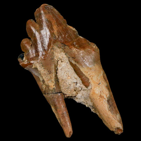2.8" Basilosaurus Tooth Rooted Prehistoric Whale 34 Mil Yrs Old Late Eocene COA - Fossil Age Minerals