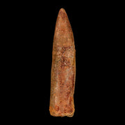 1.6" Rebbachisaurus Sauropod Fossil Tooth Early Cretaceous Dinosaur COA, Display